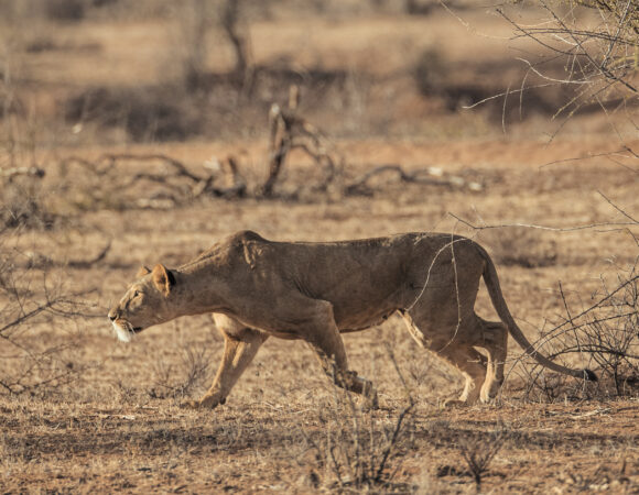 6 DAYS KENYA SAFARI – BEISA