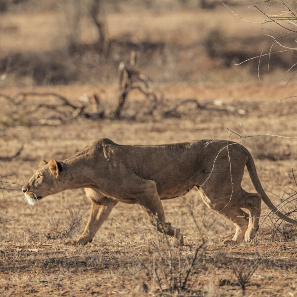 6 DAYS KENYA SAFARI – BEISA