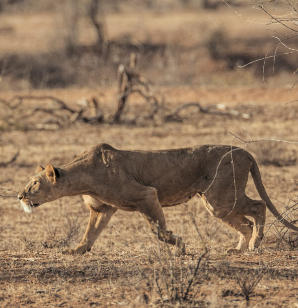 6 DAYS KENYA SAFARI – BEISA