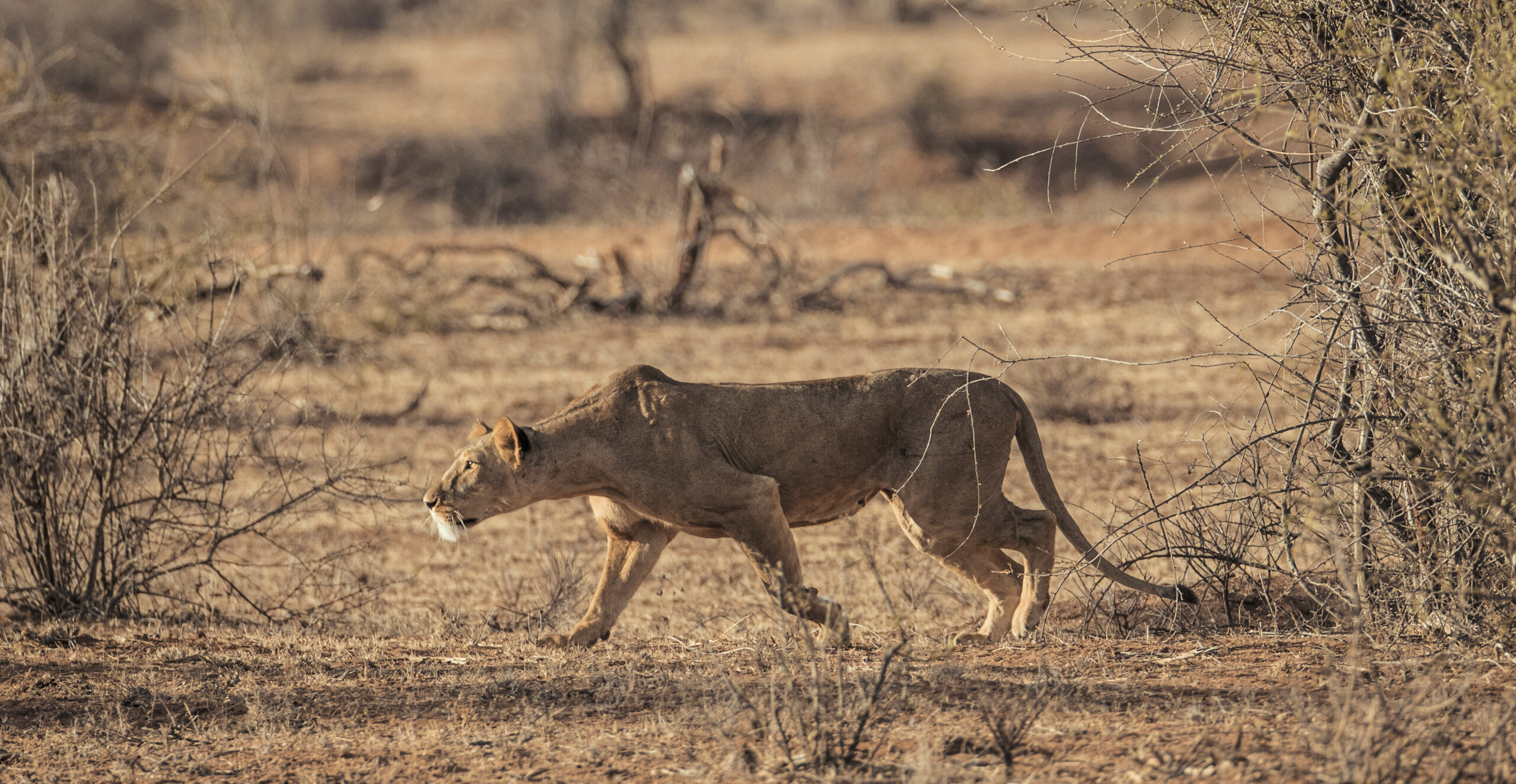 6 DAYS KENYA SAFARI – BEISA