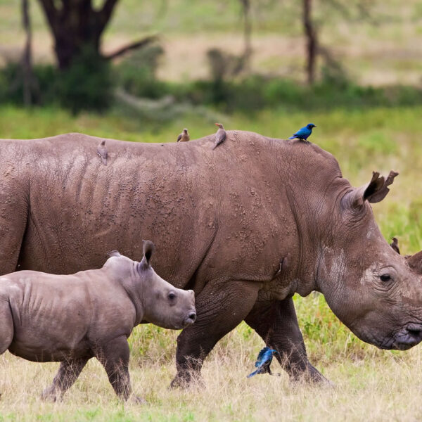 5 DAYS KENYA SAFARI – NGAMA