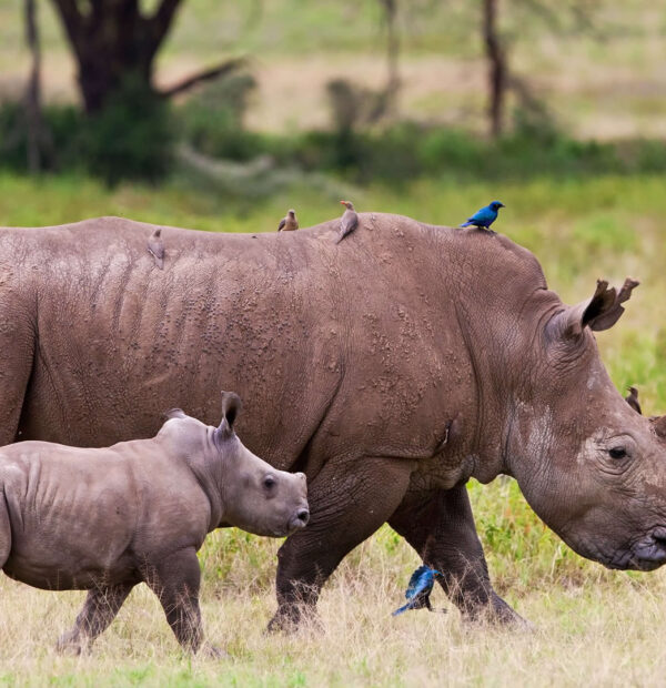 5 DAYS KENYA SAFARI – NGAMA