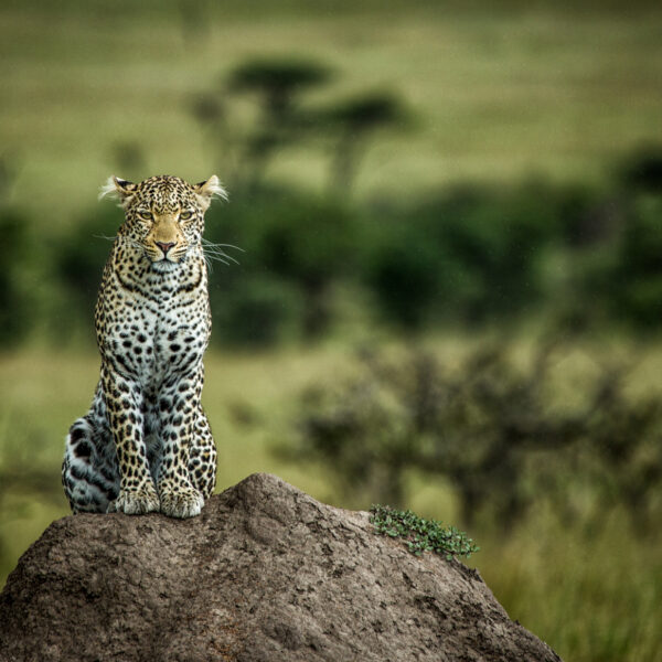 5 DAYS KENYA SAFARI – TOPI