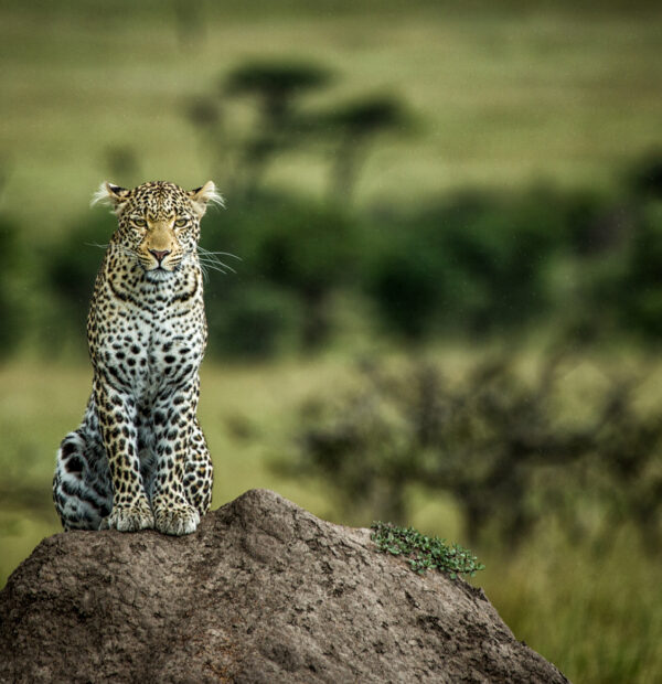 5 DAYS KENYA SAFARI – TOPI