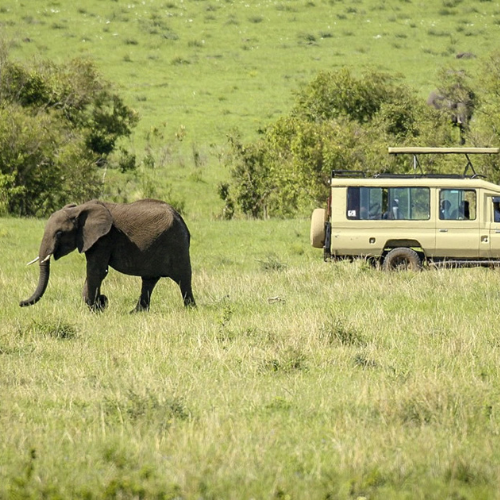 Masai Mara