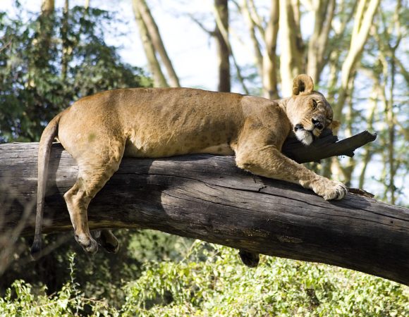 6 DAYS KENYA SAFARI – MALEWA