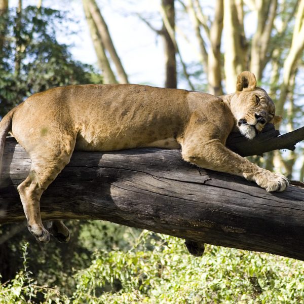 6 DAYS KENYA SAFARI – MALEWA