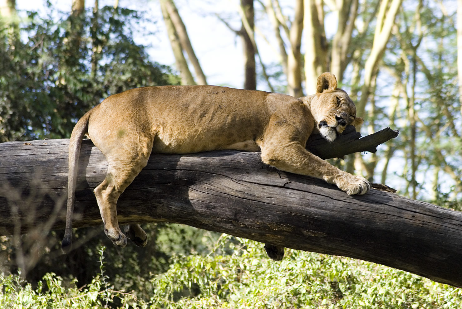 6 DAYS KENYA SAFARI – MALEWA