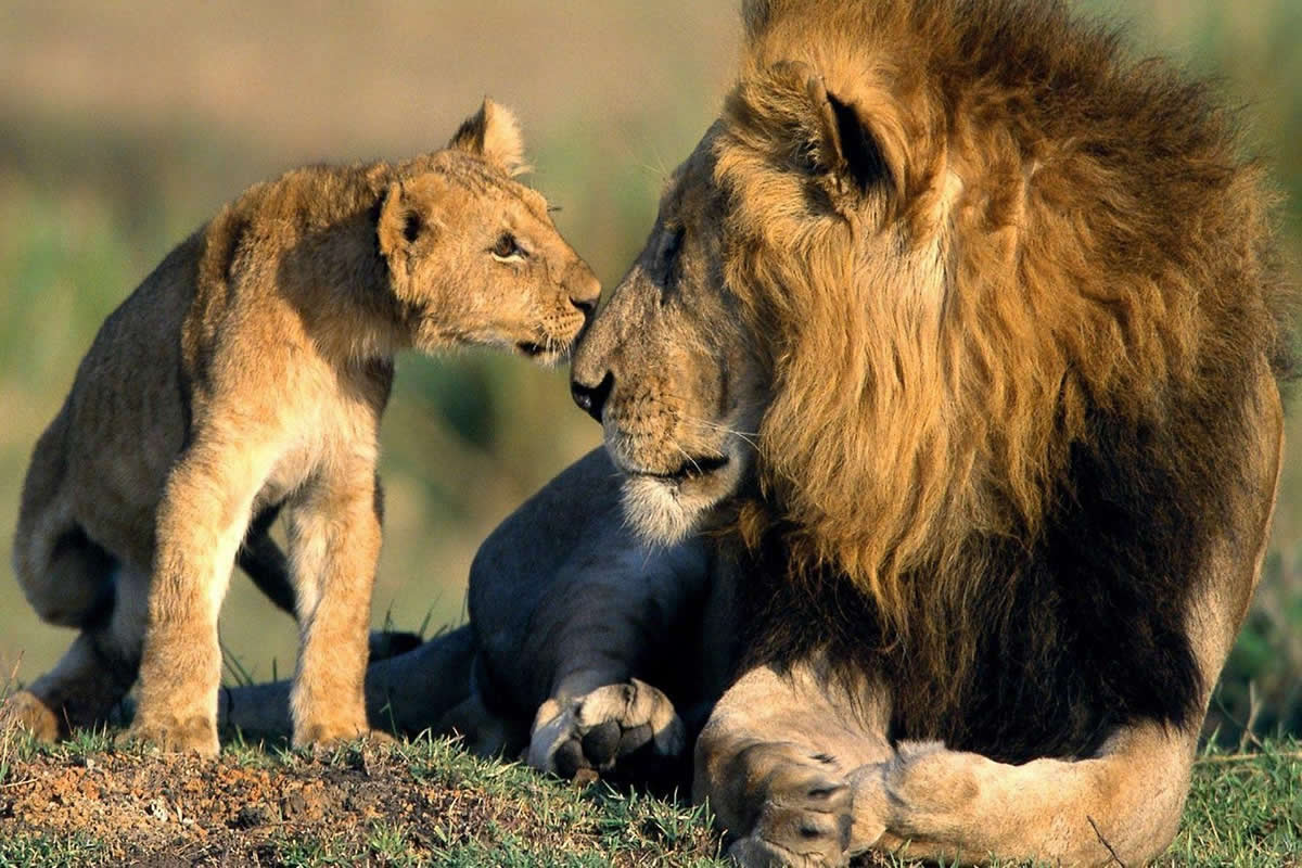 8 DAYS KENYA TANZANIA SAFARI - NAABI