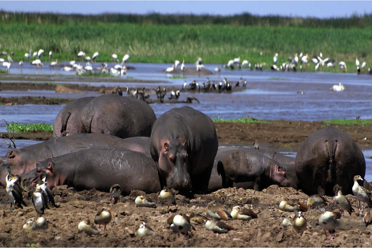 8 DAYS TANZANIA SAFARI - LUPANGA