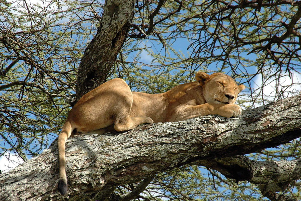 7 DAYS TANZANIA SAFARI - LIMBA