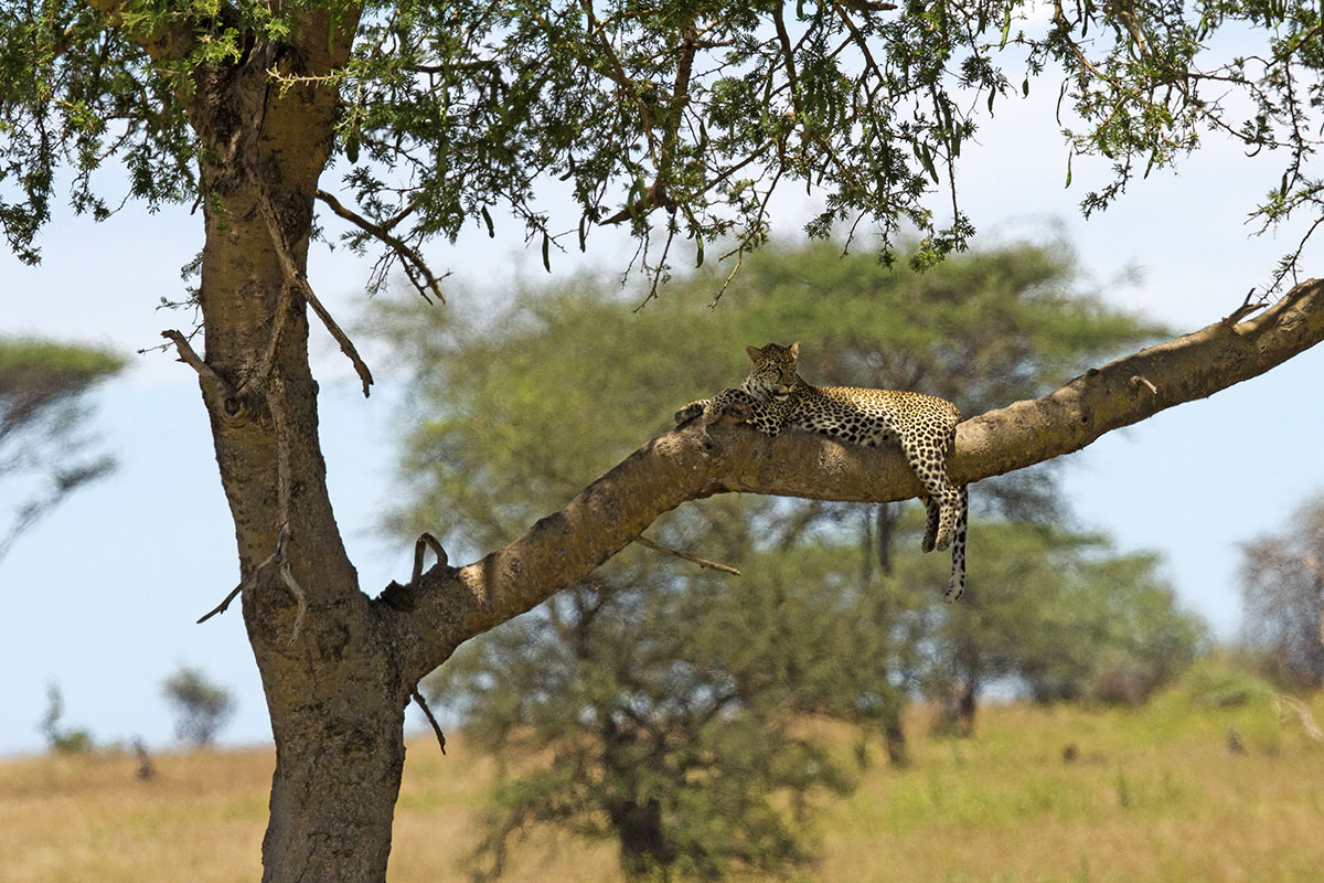 6 DAYS TANZANIA SAFARI - BURUNGI