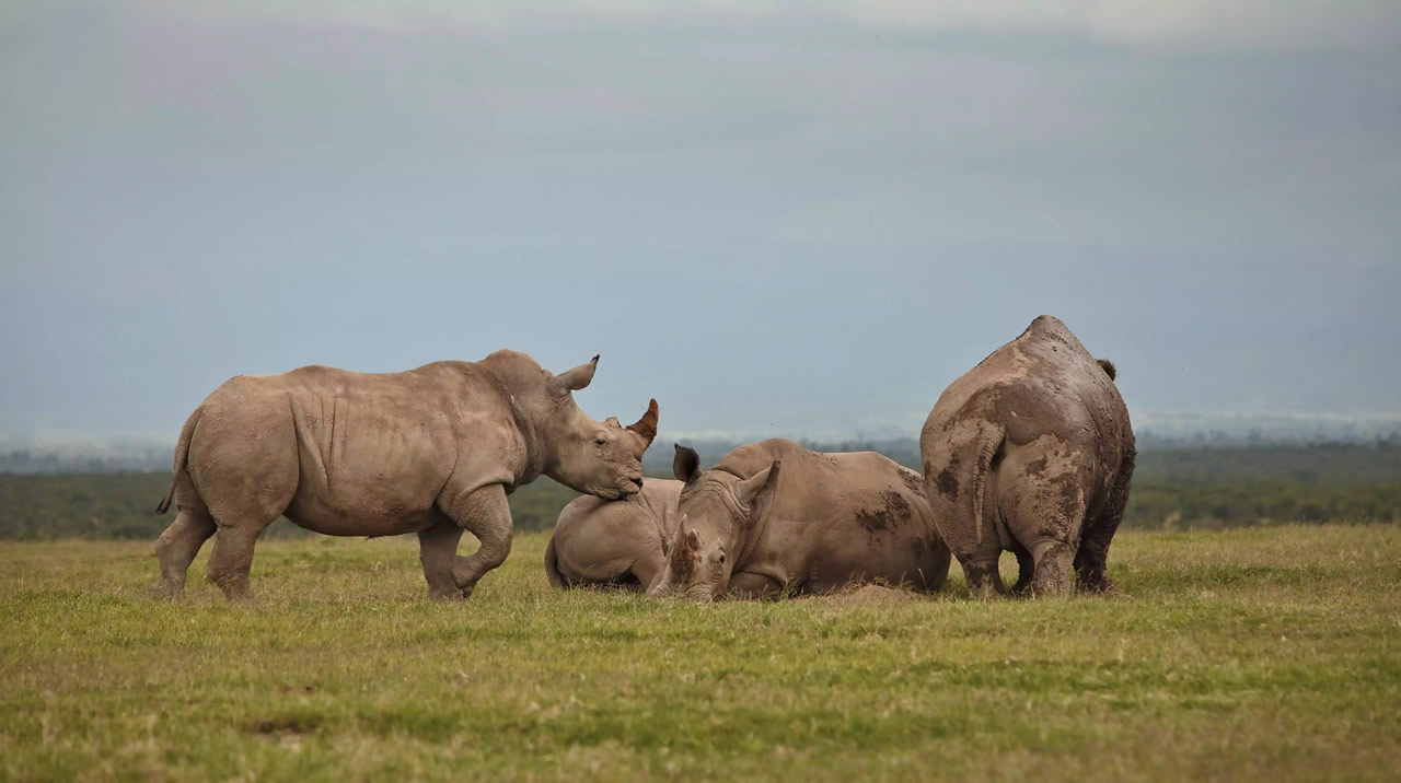 8 DAYS KENYA SAFARI ZAWADI
